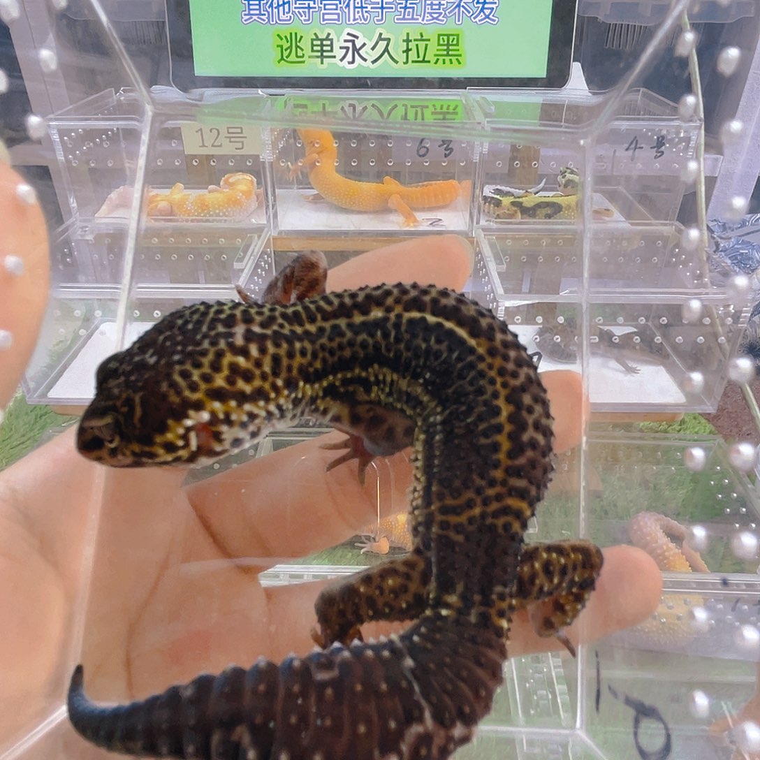 豹纹守宫守宫可爱好看迷人气质