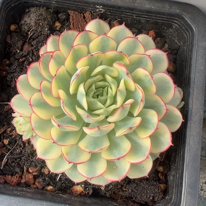 梦幻玫瑰黄锦一物一拍锦龙