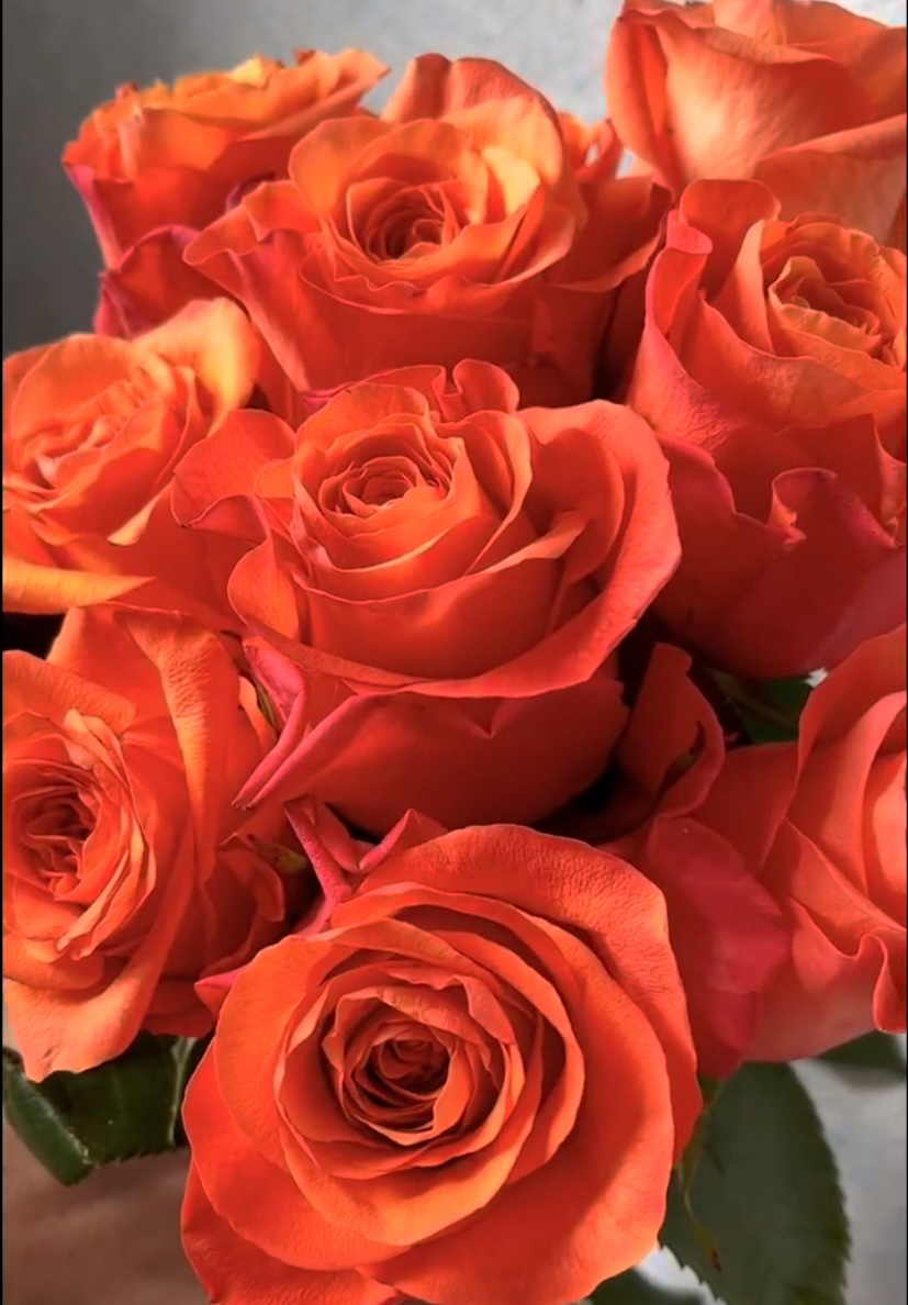 阿馥苑高端切花【橙色唯一】玫瑰花苗