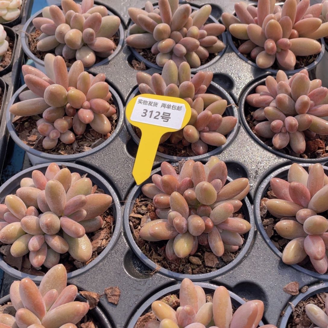 312号糖果美人群生一个