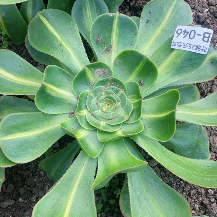 46暴君多肉1，12345678