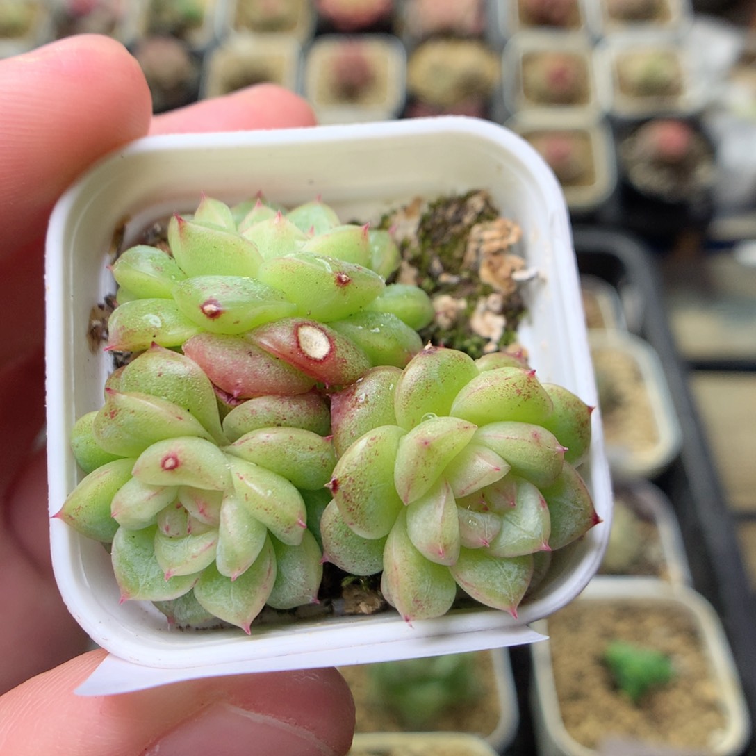 W12秃子绿透珍妮Q42