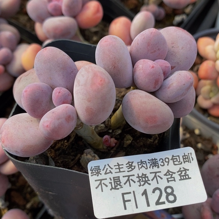 彩虹奶6cm128多肉植物