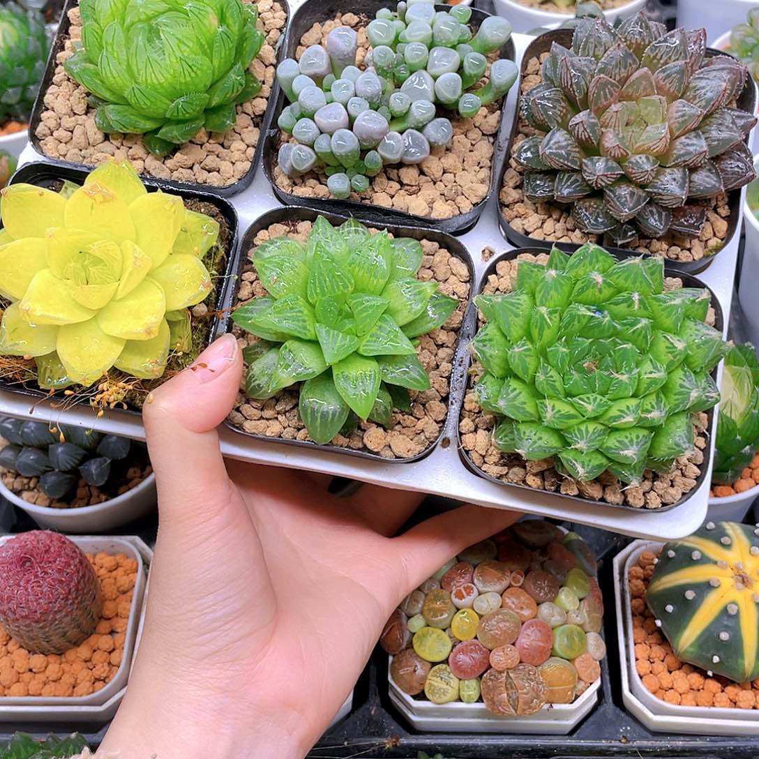 玉露六件套多肉，原盆