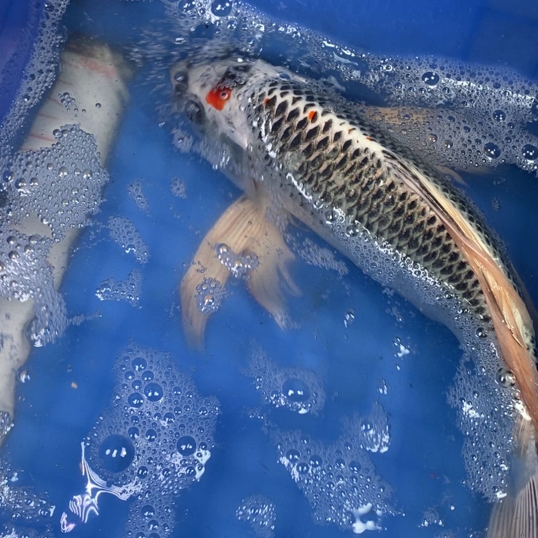 锦鲤冷水锦鲤包邮