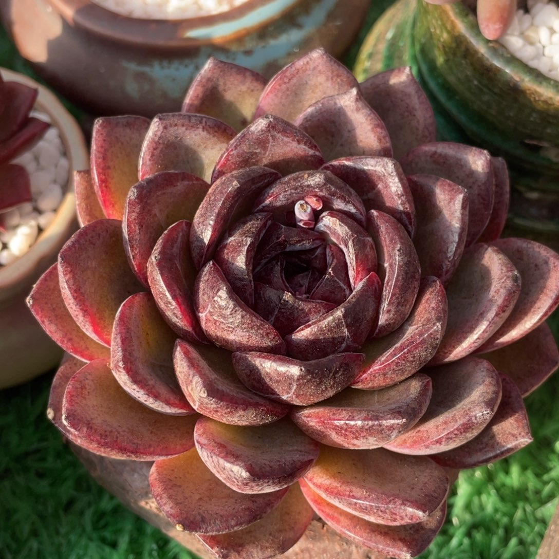 黑玫瑰多肉植物盆栽