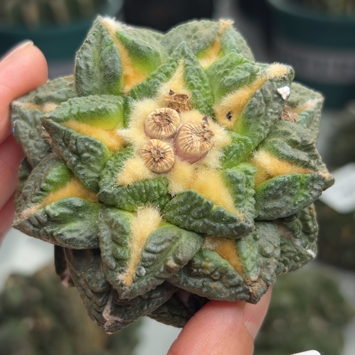 302可帮发根可发货