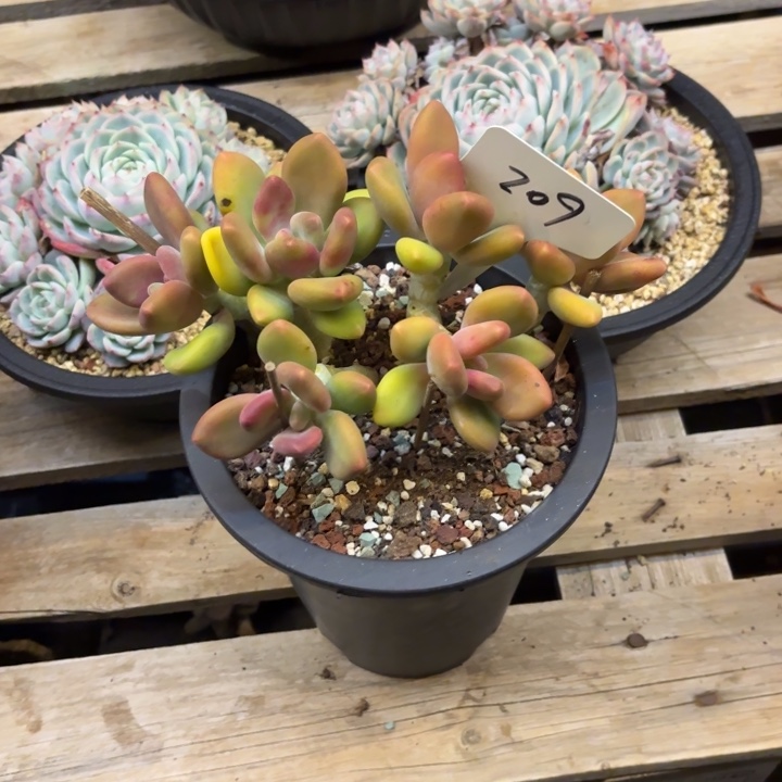 ۵***࿐多肉植物，芒果奶209号