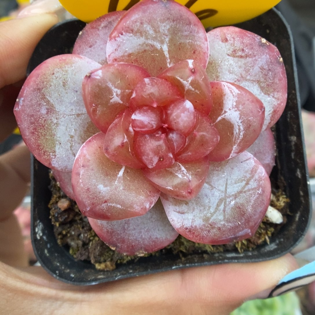 宝石心珍妮可拍694号