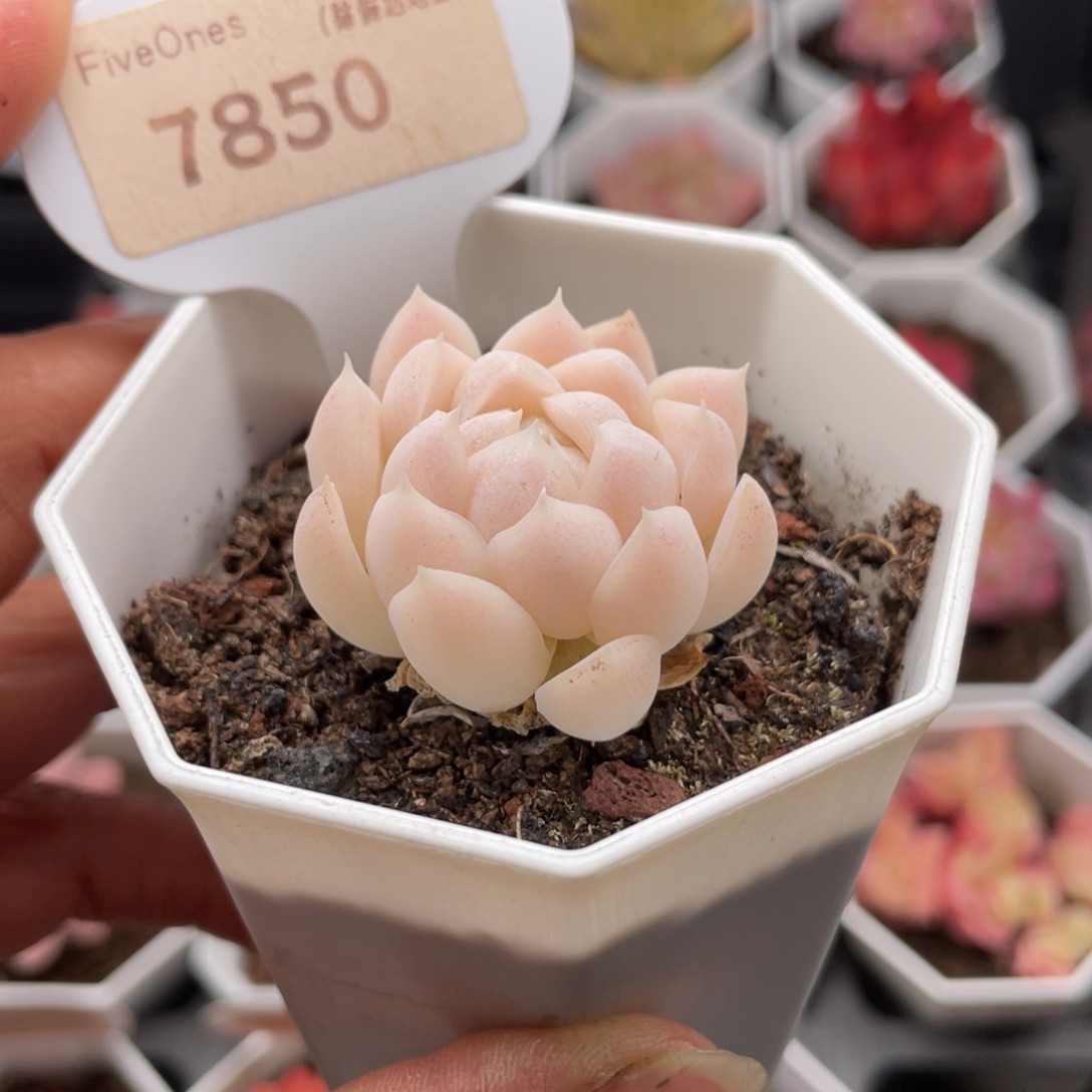 白月影7850-3.5厘米