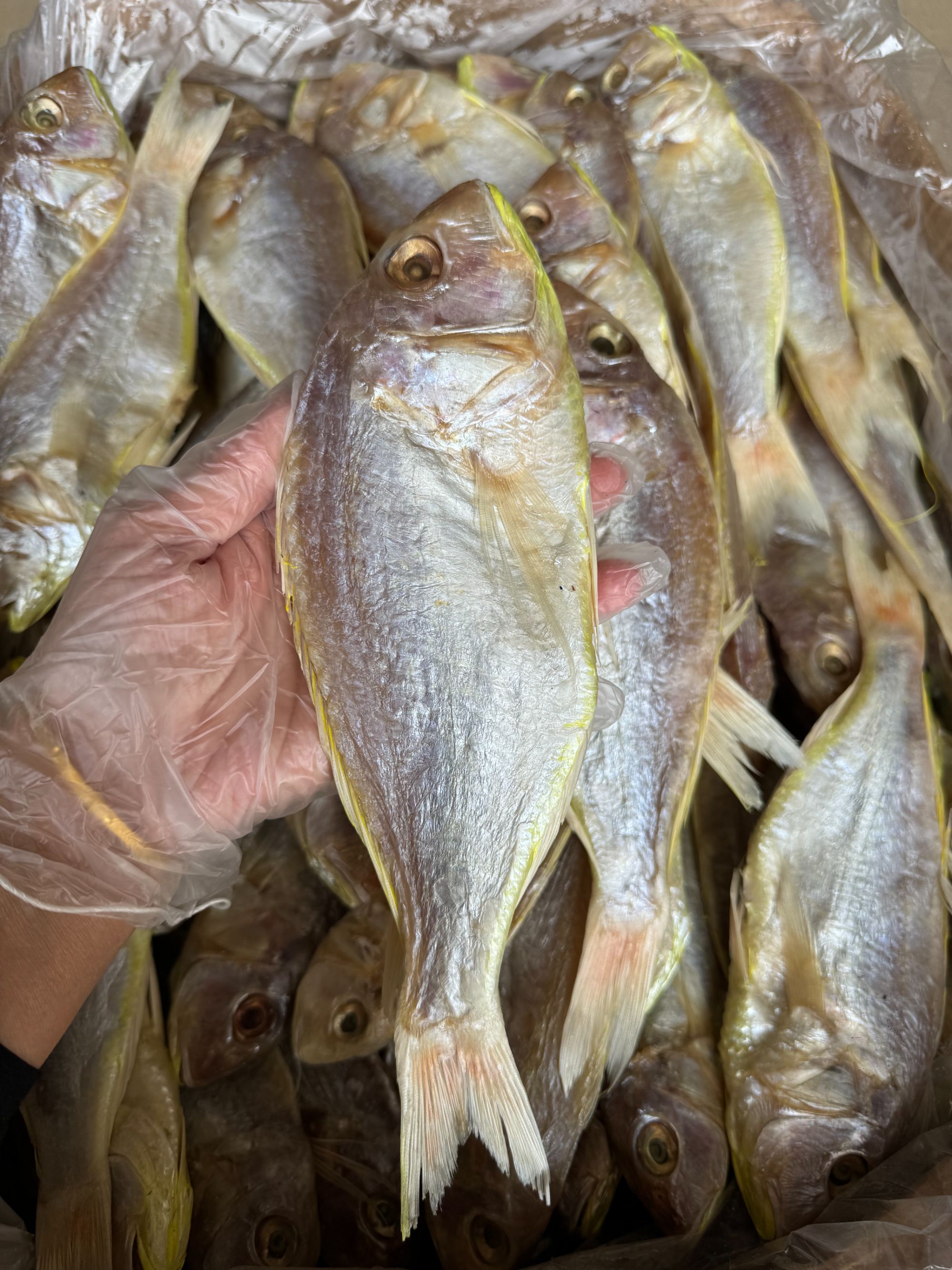 湛江海产 渔民自晒 纯肉红衫鱼干  香煎250-500克包邮