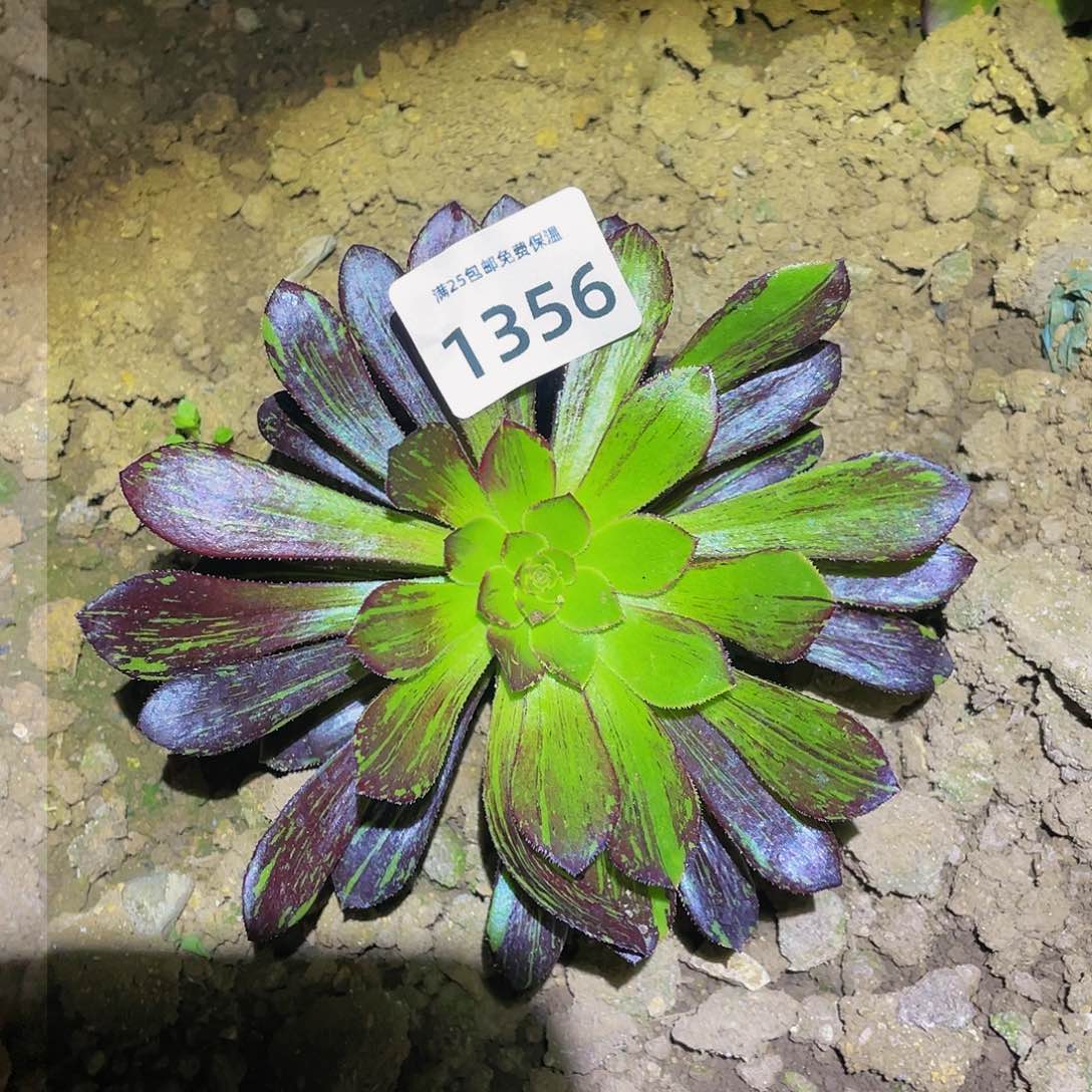 1356水墨丹青多肉植物