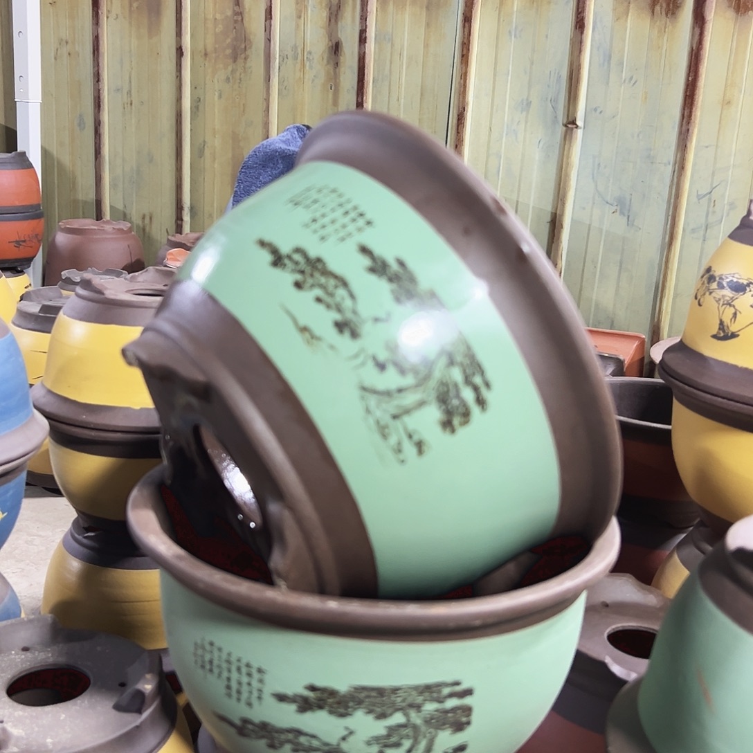 25+25绿色松鹤三角金钟花盆花盆