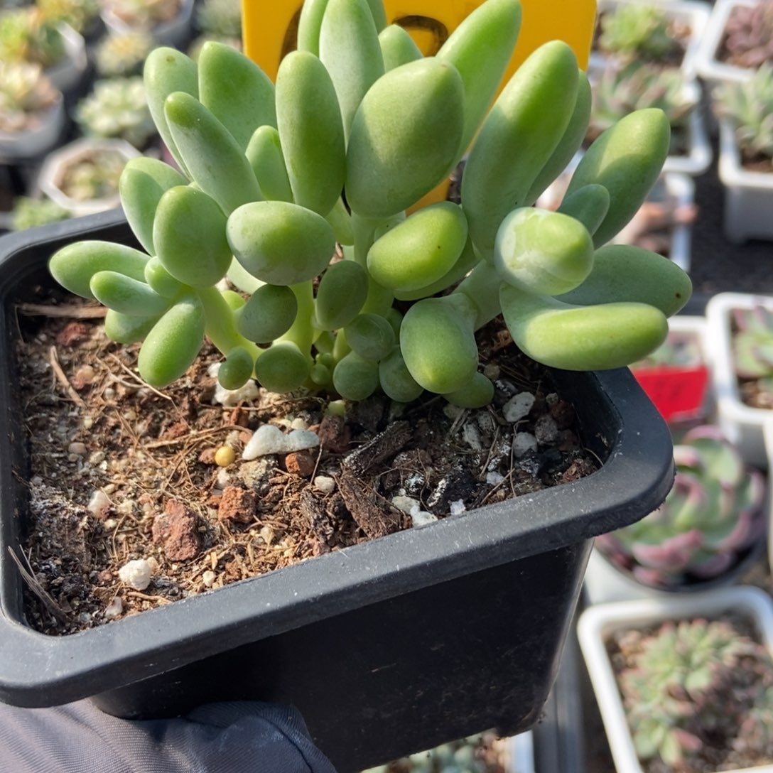 6121芒果美人多肉植物