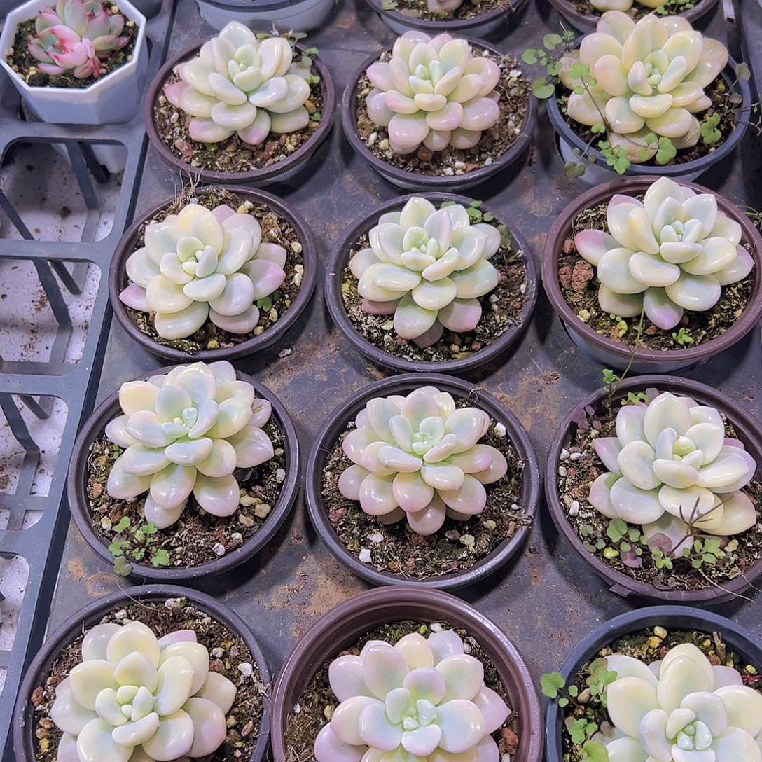 洛神锦19包邮多肉植物