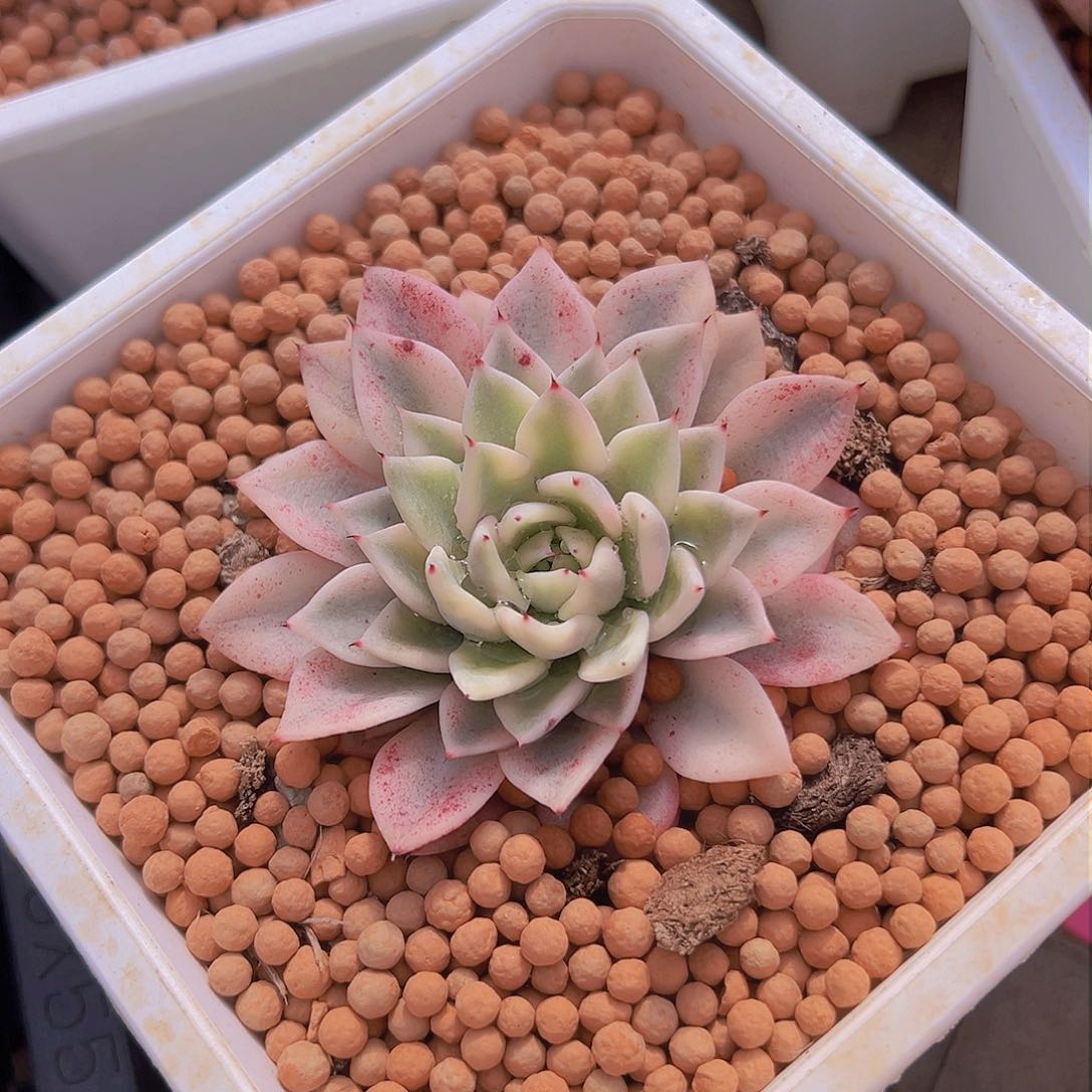 原始绿爪锦，覆轮锦