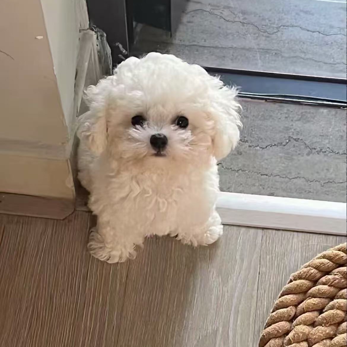 心怡萌宠一物一拍狗狗活体出售比熊 泰迪熊 泰迪 博美 宠物活体