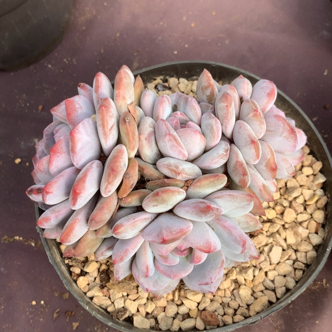 无花朵哈哈哈哈哈哈哈哈哈32