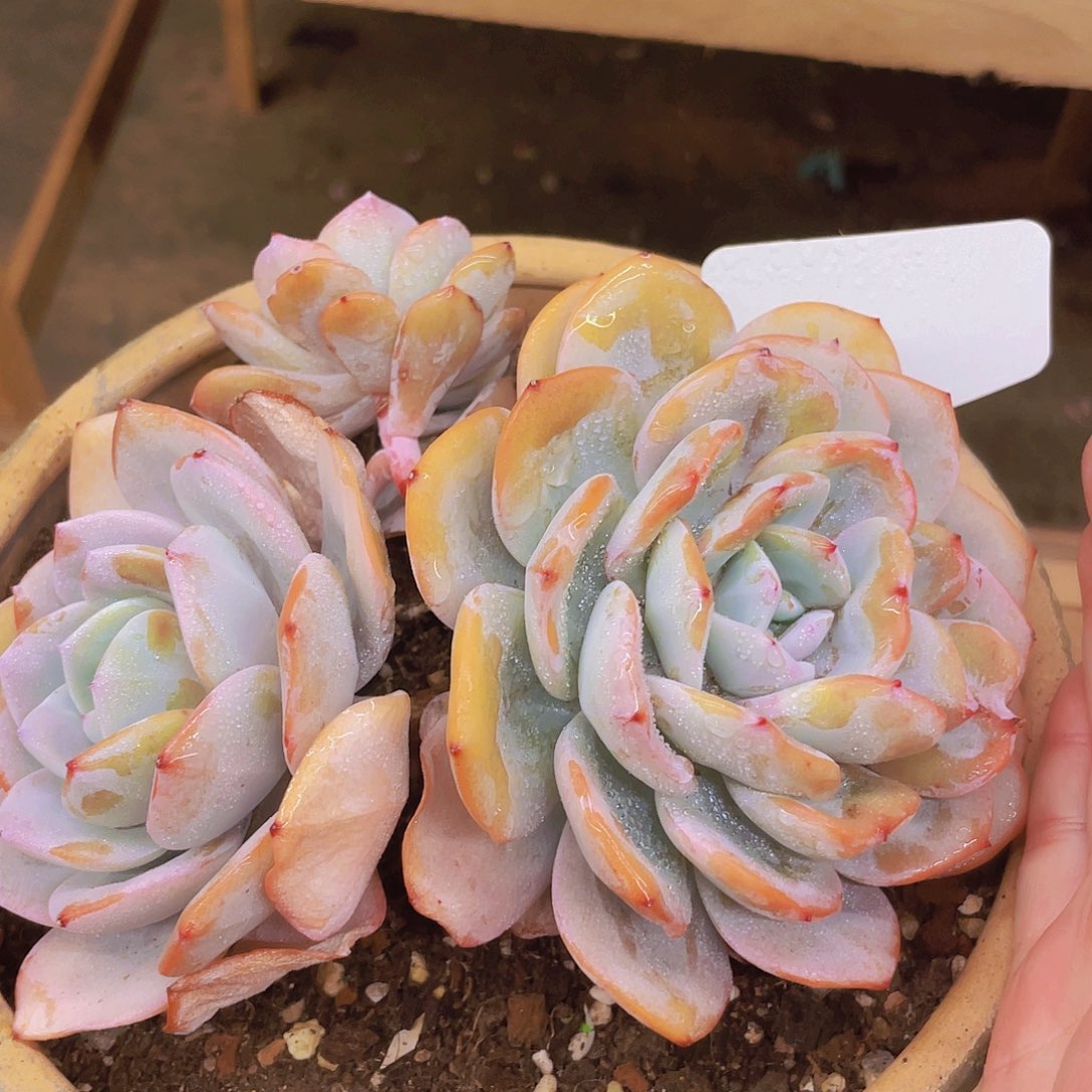 20公分有砍大奶茶～咯哦哦