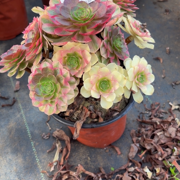 瑞妈，，，，。。195雨荷，有断，