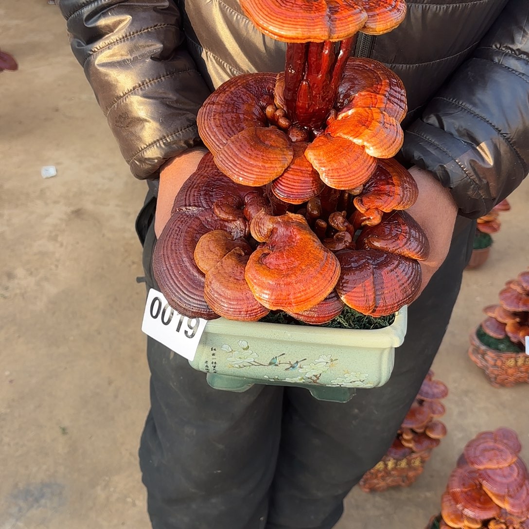 无花朵灵芝是我国著名植物