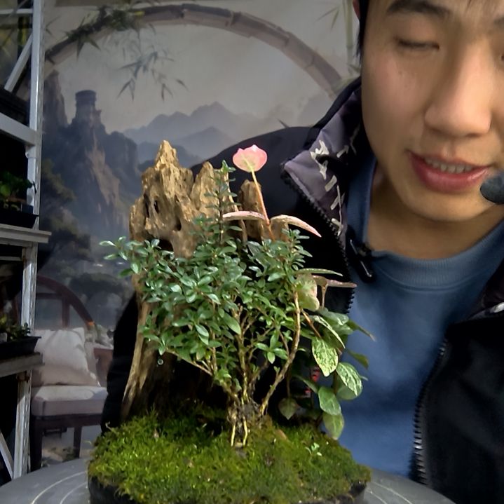 是****?中青园艺一物一拍花288