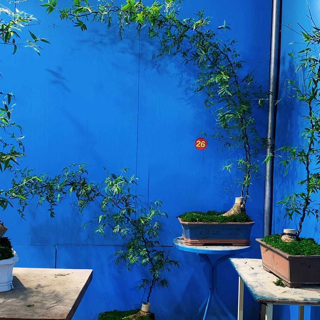 橙****制小叶簕竹一物一拍