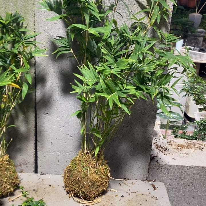 想***猫以实际为准一物一拍126