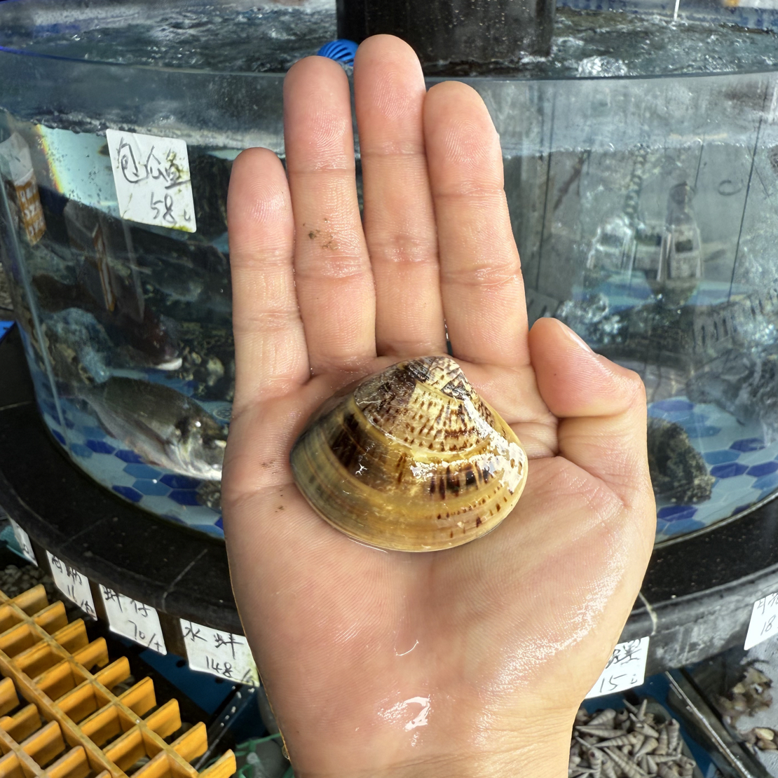 全活文蛤  1.6元50g   冬瓜文蛤神仙汤   默认加冰装袋