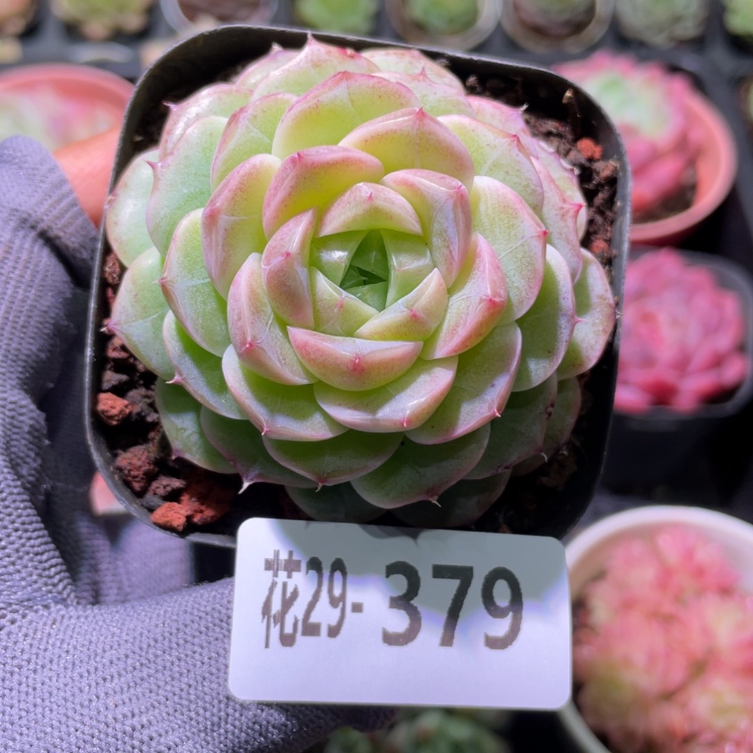 花利美29-379麦秆