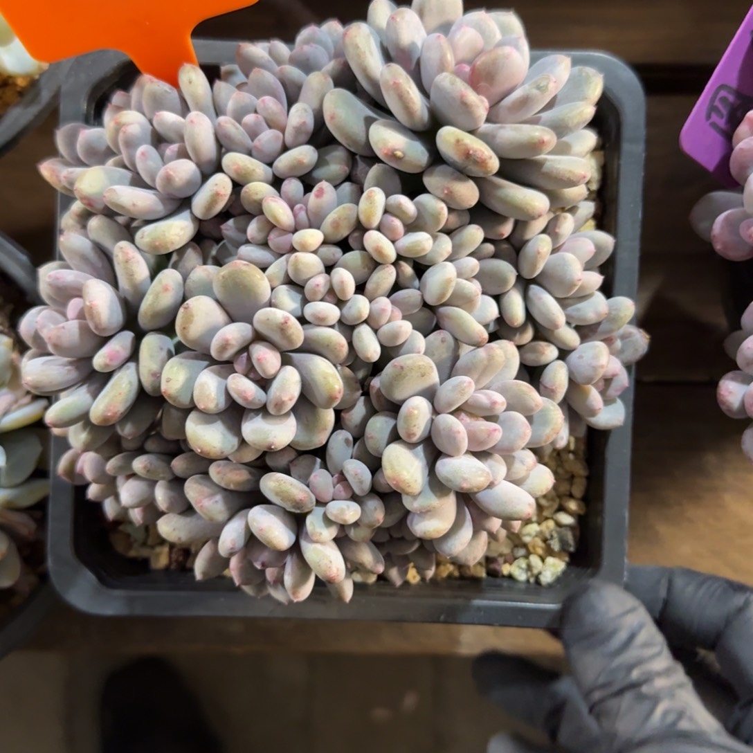 香香雪111111111111111111