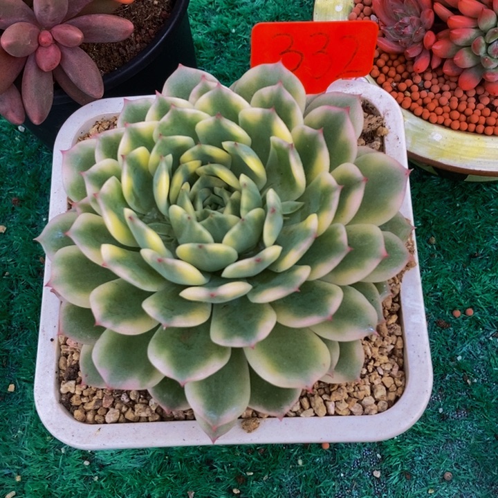 你不去上班就行吗还是