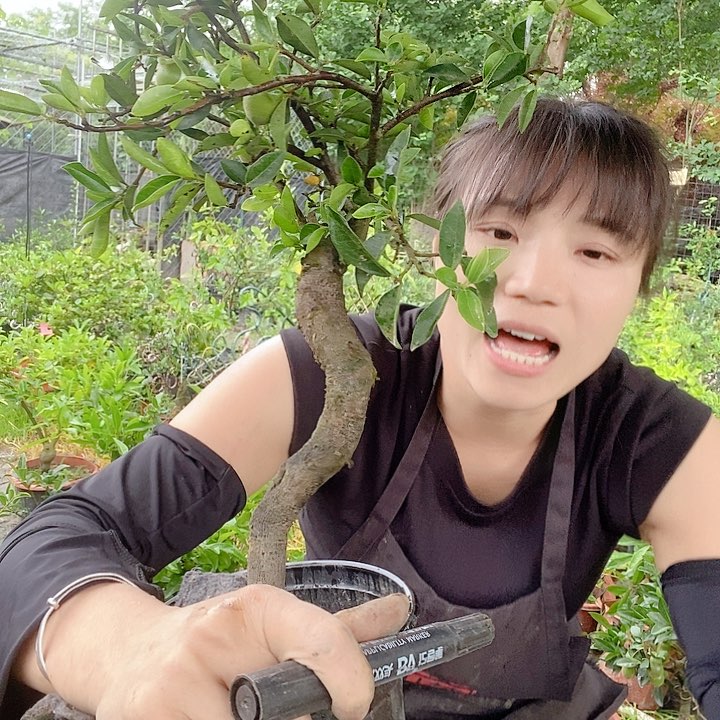 无花朵金弹子。     