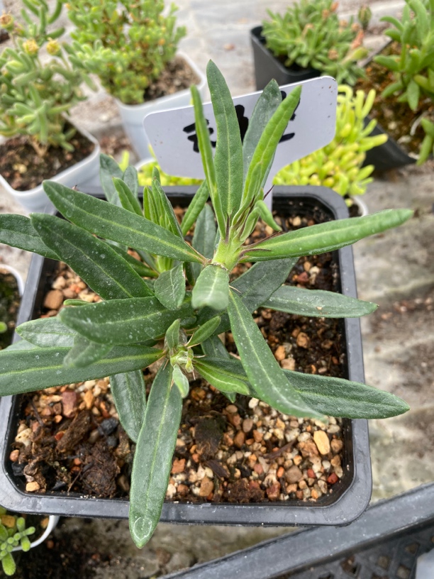 天马空多肉植物铁甲丸麒麟群生块根绿植盆栽好养11方盆