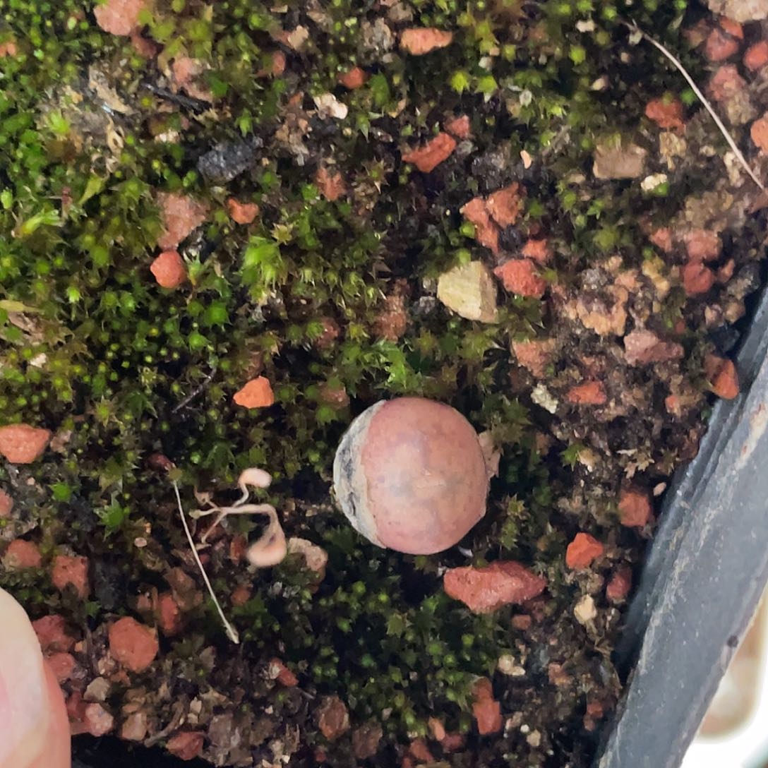 22-13小毛杂多肉植物