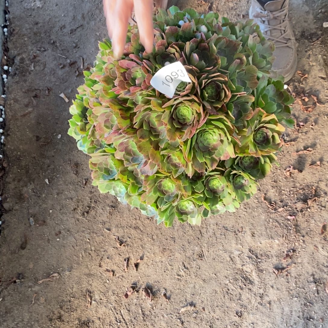 婷***号1093号万拉丝多1093号