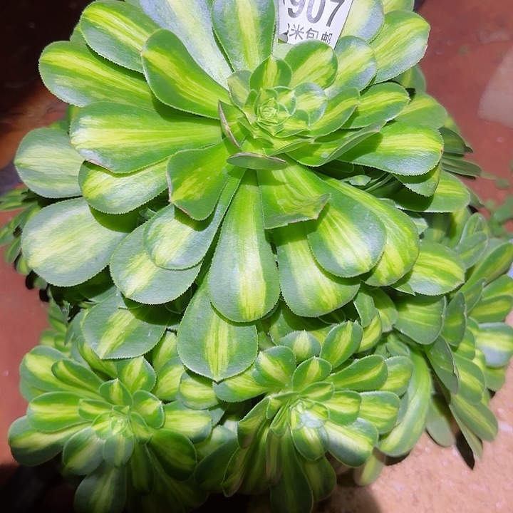 多肉法师翡翠琉璃