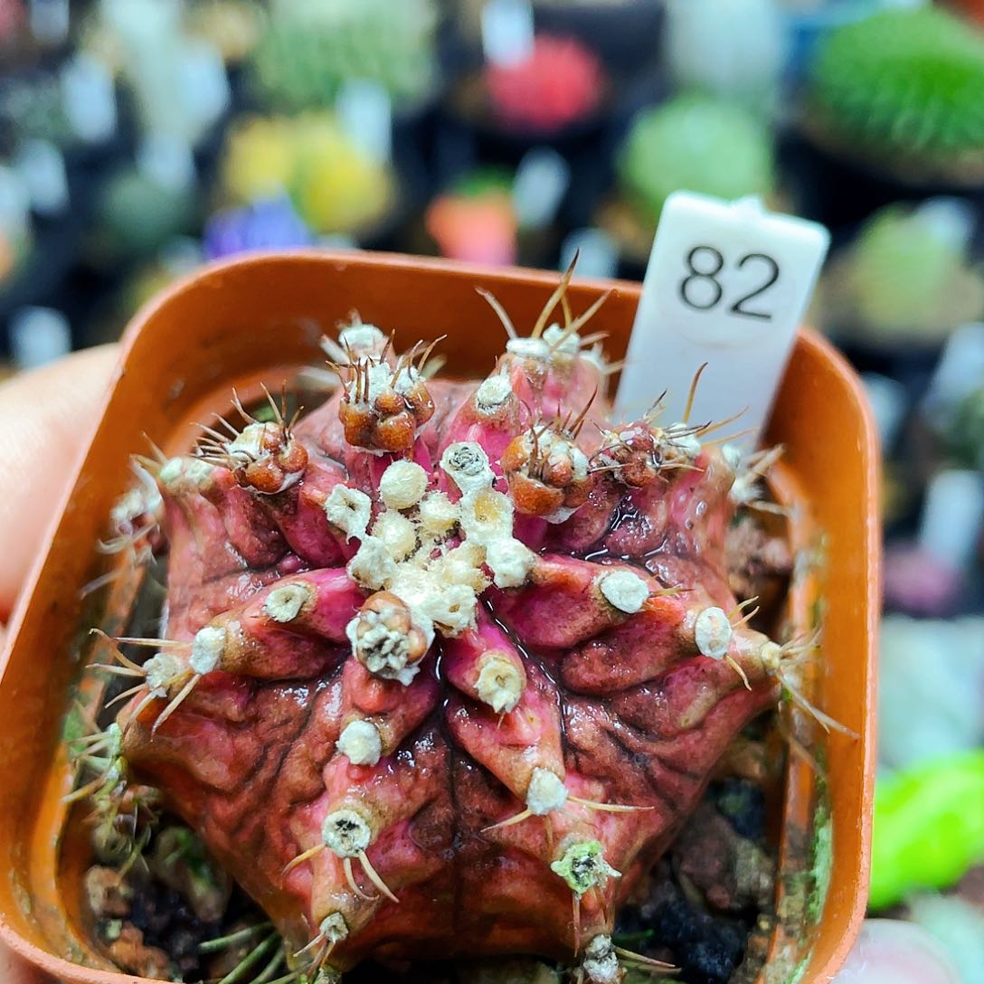 非偏远地区满25包邮仙人球