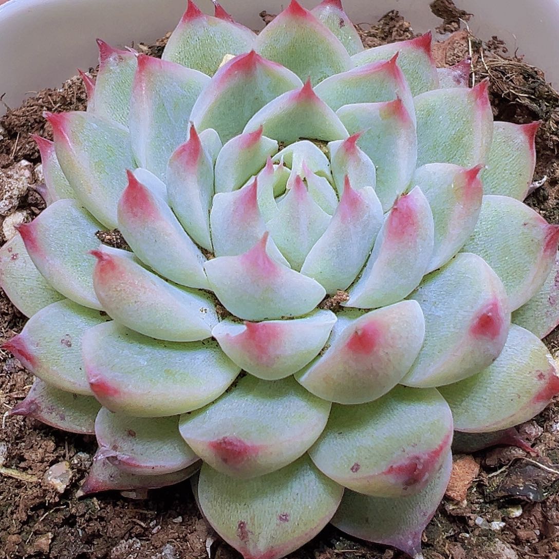 梦瑶19包邮多肉植物