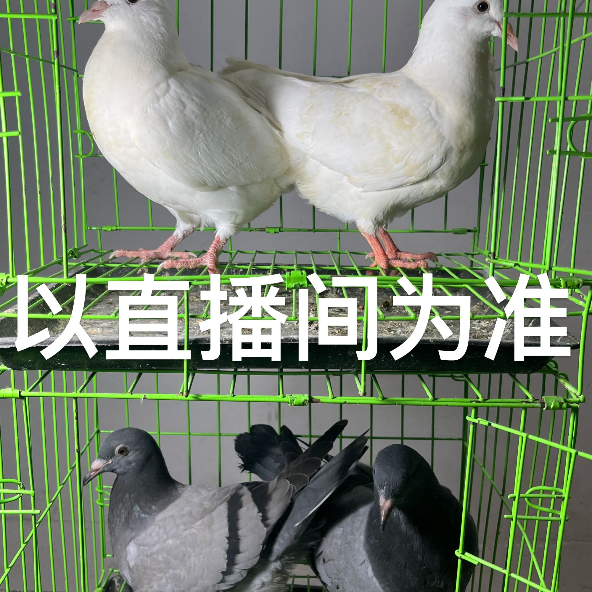 精品大体落地王（四只）鸽子 以直播间为准 『疫苗齐全』