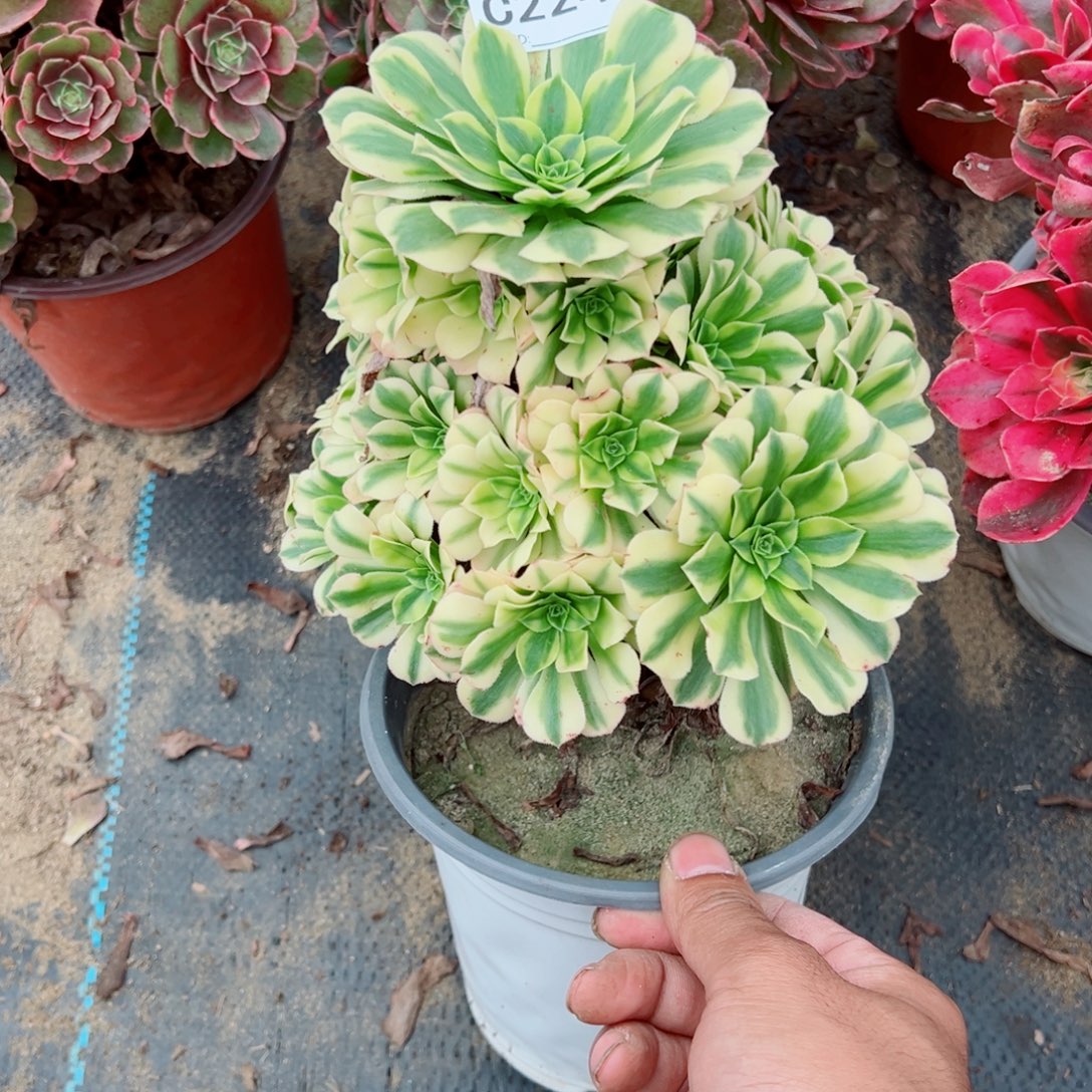 224辛尼亚多肉植物法师
