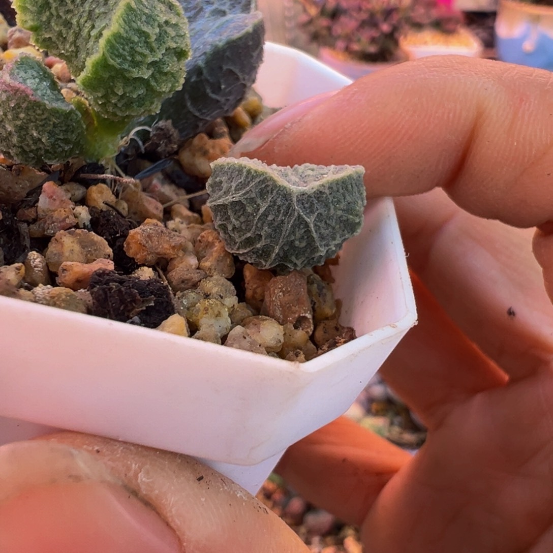 北***手好吧好嘛好吗我的小可爱