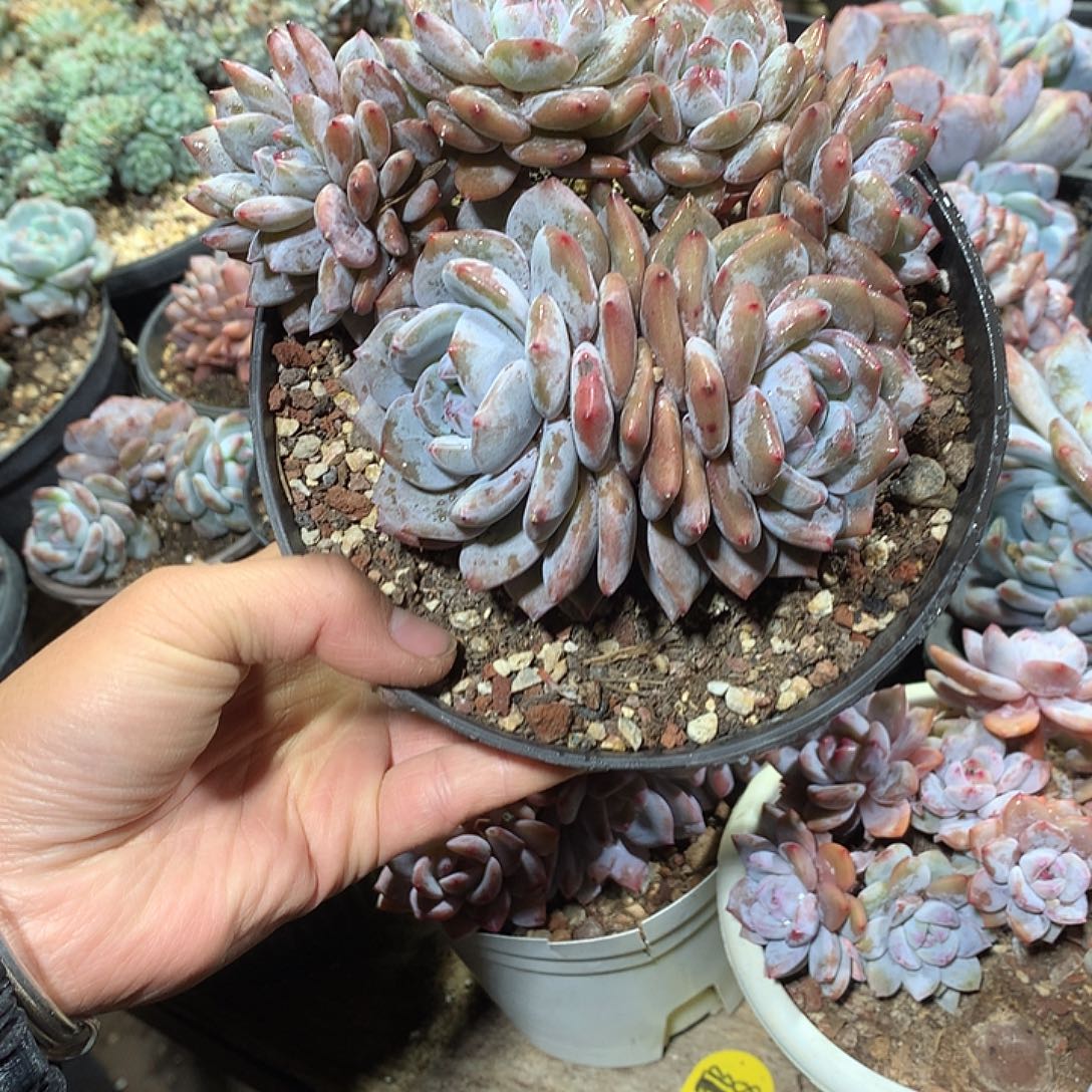 星影多肉植物哈哈30