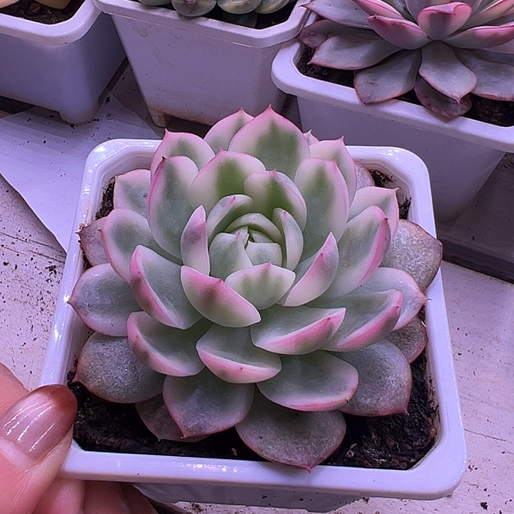 韩水晶多少植物单头