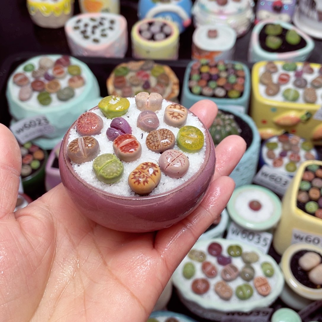 w6045 -零下地区拍保温箱-15支持寄养