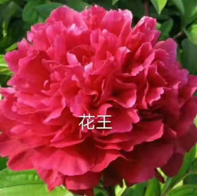 重瓣大花牡丹花苗带小花苞适合室内外盆栽地栽
