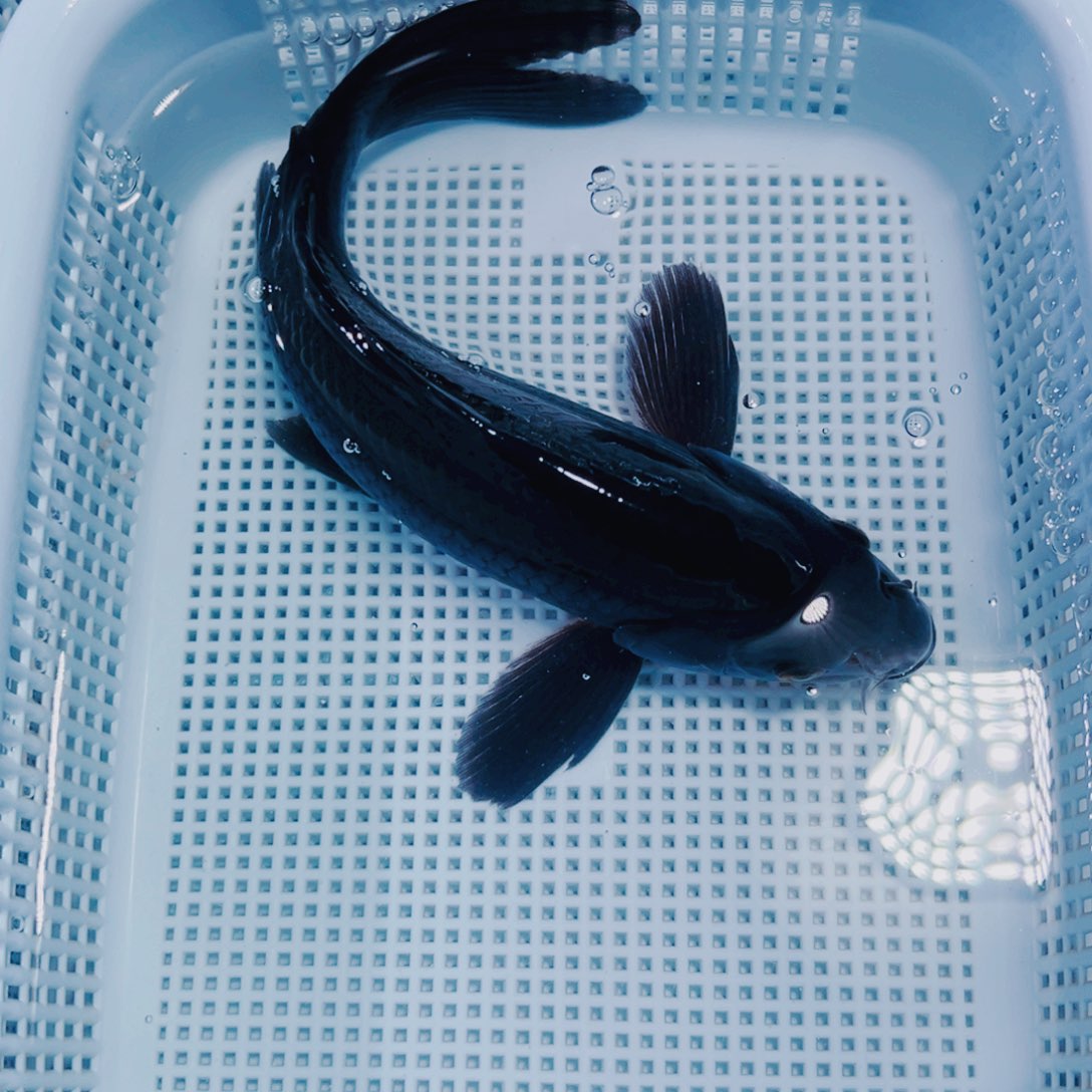 海水鱼锦鲤冷水171