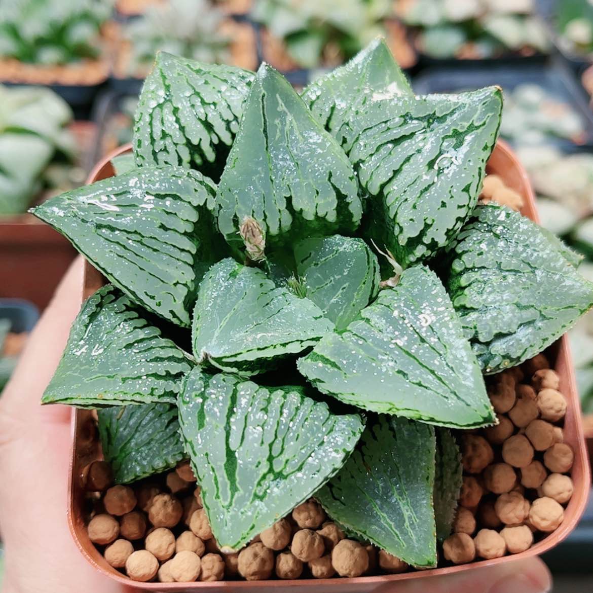 【闪购商品】马丽丽