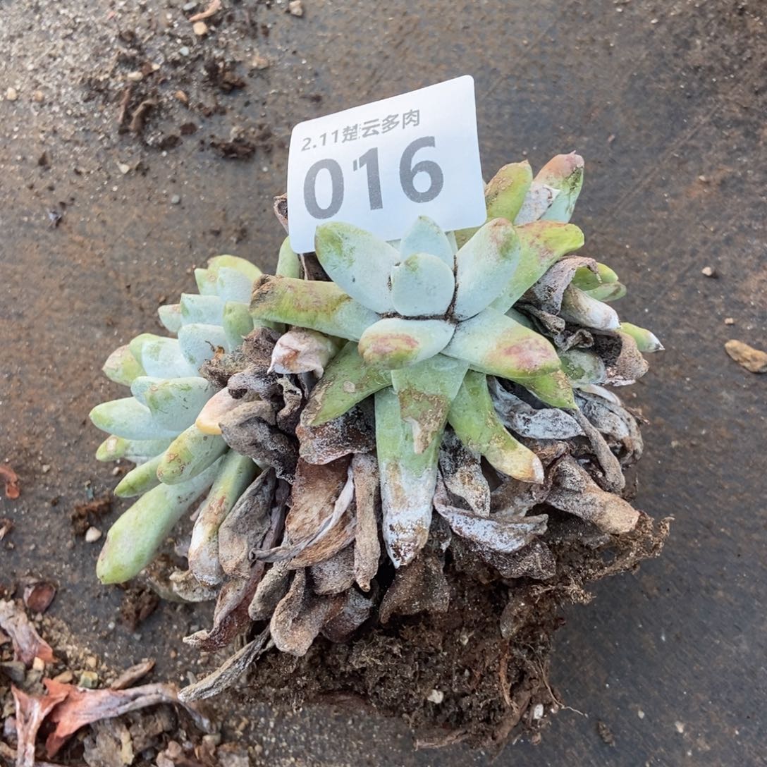 016多肉植物啦啦啦