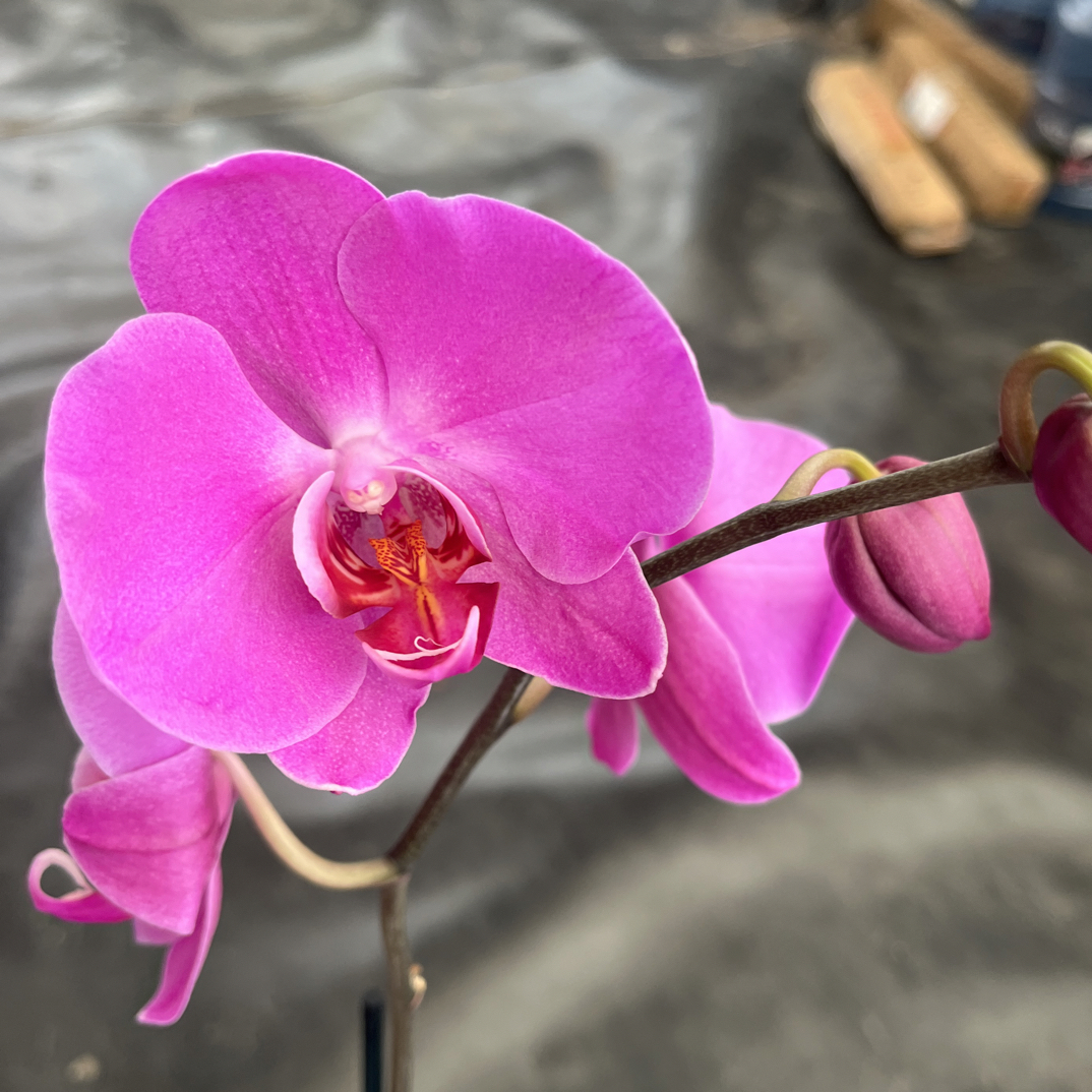 鲜花《孟菲斯》蝴蝶兰云南源头基地直发